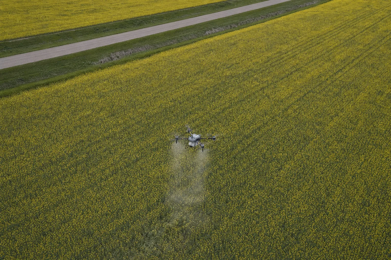 An aerial view shows a drone hovering above a large field of yellow flowers next to a dirt road.