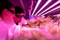 Scientists monitor plant growth under pink LED lights in an indoor farm lab.